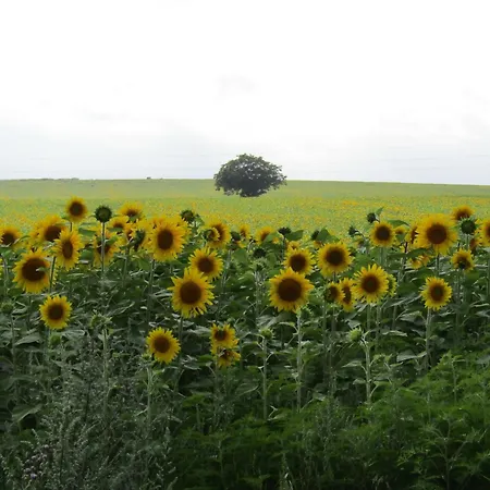 Au Chant Des Cigales * Vanxains
