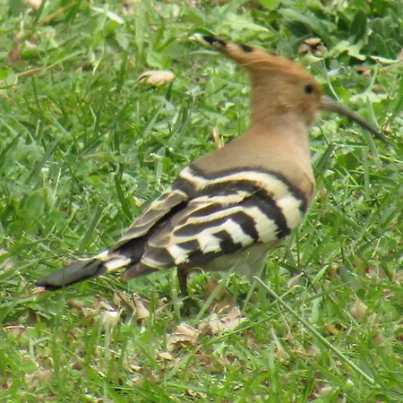 Au Chant Des Cigales Ferienhaus *
