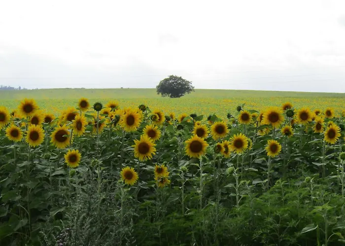 Au Chant Des Cigales * Vanxains